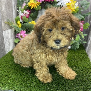 Shihpoo Puppy Denver