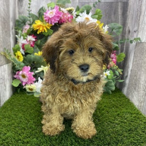 Shihpoo Puppy Denver