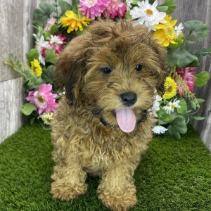 Shihpoo Puppy Denver