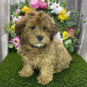Shihpoo Puppy Denver