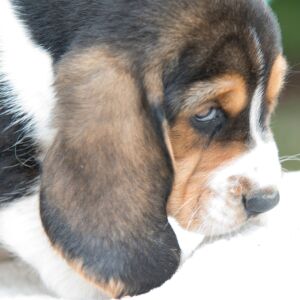 Basset Hound Puppy Jazzy