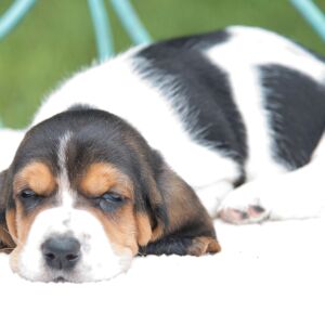 Basset Hound Puppy Jazzy
