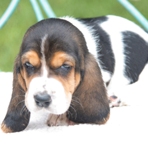 Basset Hound Puppy Jazzy