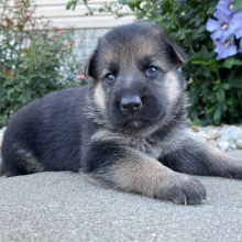 German Shepherd Dog Puppy Dorothy