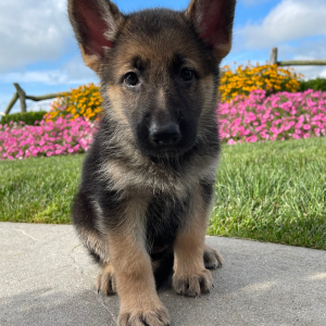 German Shepherd Dog Puppy Dorothy