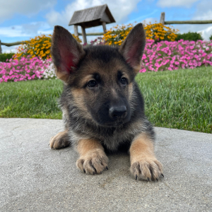 German Shepherd Dog Puppy Dorothy