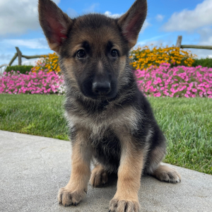German Shepherd Dog Puppy Dorothy