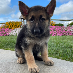 German Shepherd Dog Puppy Dorothy