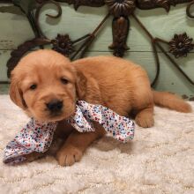 Golden Retriever Puppy Bert