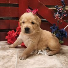 Golden Retriever Puppy Deida