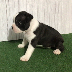Boston Terrier Puppy Shan