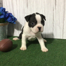 Boston Terrier Puppy Shan