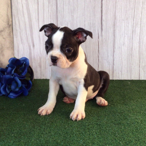 Boston Terrier Puppy Shan