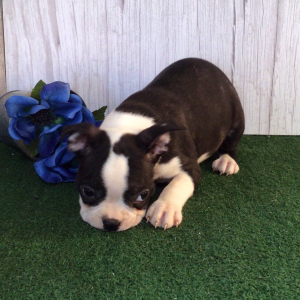 Boston Terrier Puppy Shan