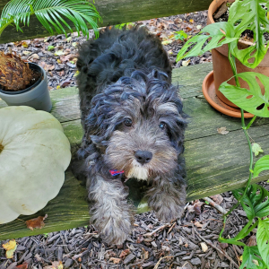 Cavapoo Puppy Tyrese