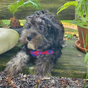 Cavapoo Puppy Tyrese