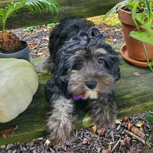 Cavapoo Puppy Tyrese