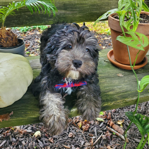 Cavapoo Puppy Tyrese