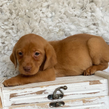 Labrador Retriever Puppy Allison