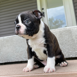 Boston Terrier Puppy Trent