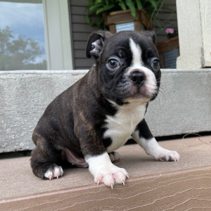 Boston Terrier Puppy Trent