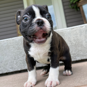 Boston Terrier Puppy Trent