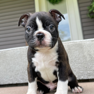 Boston Terrier Puppy Trent
