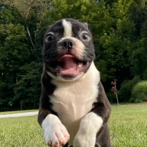 Boston Terrier Puppy Trent