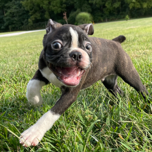 Boston Terrier Puppy Trent