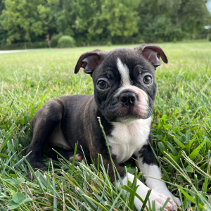 Boston Terrier Puppy Trent