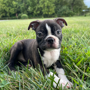 Boston Terrier Puppy Trent