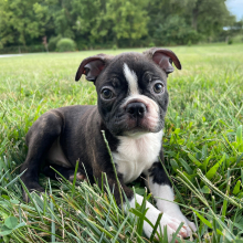 Boston Terrier Puppy Trent