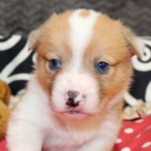 American Corgi Puppy Rowdy
