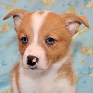 American Corgi Puppy Rowdy
