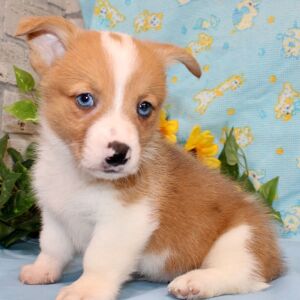 American Corgi Puppy Rowdy