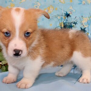 American Corgi Puppy Rowdy