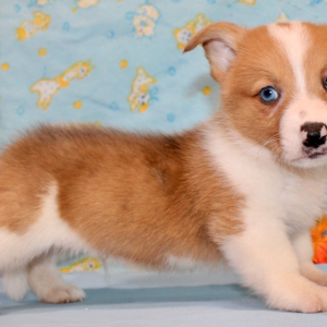 American Corgi Puppy Rowdy
