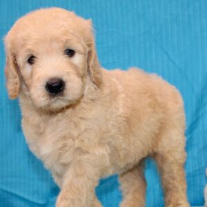 Goldendoodle Puppy Sharla