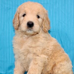 Goldendoodle Puppy Sharla