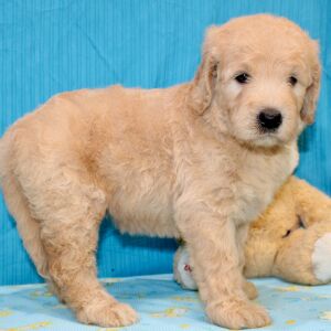 Goldendoodle Puppy Sharla