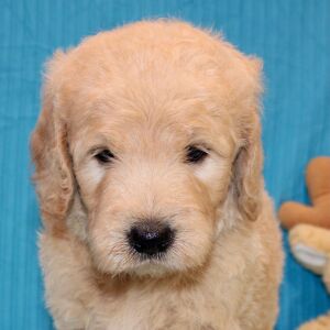 Goldendoodle Puppy Sharla