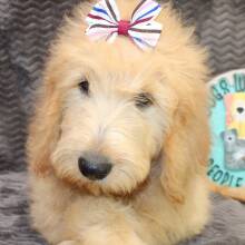 Goldendoodle Puppy Sharla
