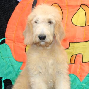 Goldendoodle Puppy Sharla