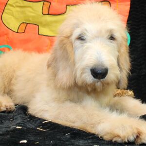 Goldendoodle Puppy Sharla
