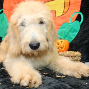Goldendoodle Puppy Sharla