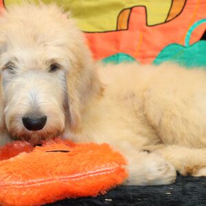Goldendoodle Puppy Sharla