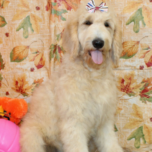 Goldendoodle Puppy Sharla