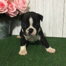 Boston Terrier Puppy Wing