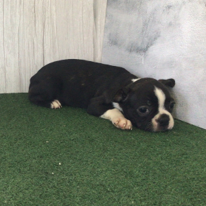 Boston Terrier Puppy Wing