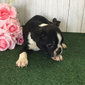 Boston Terrier Puppy Wing